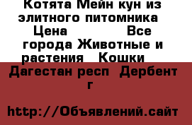 Котята Мейн-кун из элитного питомника › Цена ­ 20 000 - Все города Животные и растения » Кошки   . Дагестан респ.,Дербент г.